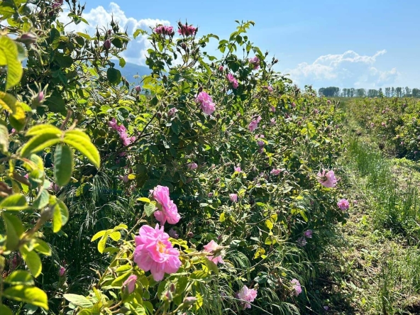 Земеделски имот в с. Христо Даново, Област Пловдив -  кв.м за 1523 €/дка - Снимка #1