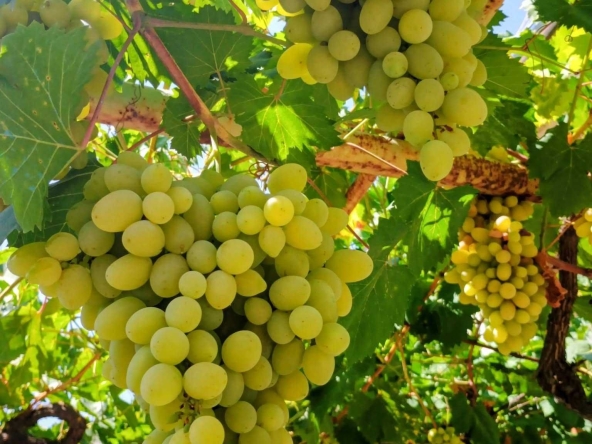 Къща в Варна, Възраждане 4 - 175 кв.м за 394 €/кв.м - Снимка #1