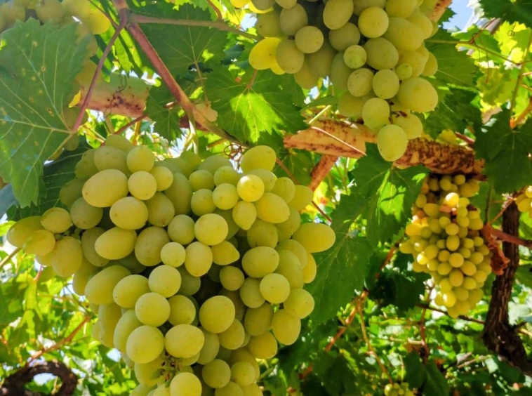 Къща в Варна, Възраждане 4 - 175 кв.м за 394 €/кв.м - Снимка #1