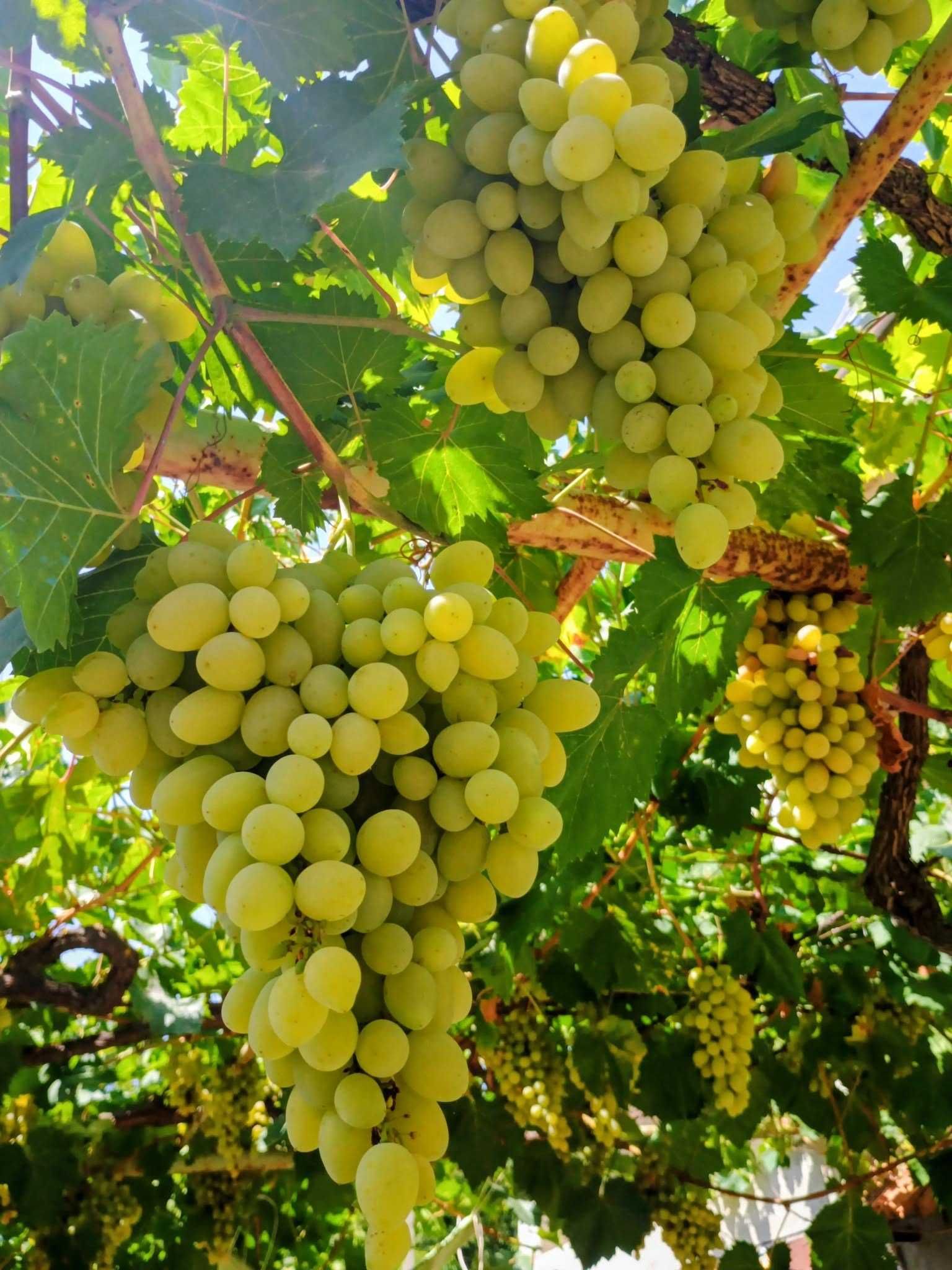 Къща в Варна, Възраждане 4 - 175 кв.м за 394 €/кв.м - Снимка #1