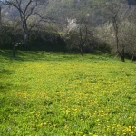 Парцел в с. Войнежа, Област Велико Търново - 2167 кв.м за 10 €/кв.м - Снимка #1