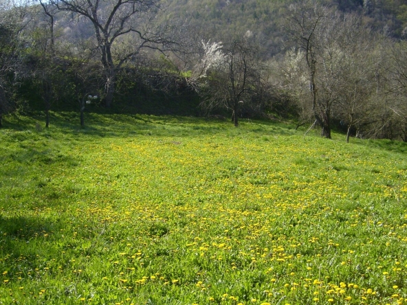 Парцел в с. Войнежа, Област Велико Търново - 2167 кв.м за 10 €/кв.м - Снимка #1