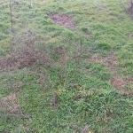 Парцел в Търговище, Въбел - 1000 кв.м за 19 €/кв.м - Снимка #1