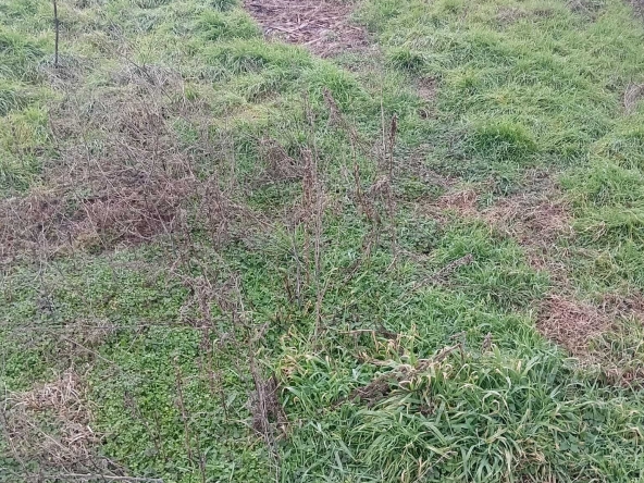 Парцел в Търговище, Въбел - 1000 кв.м за 19 €/кв.м - Снимка #1