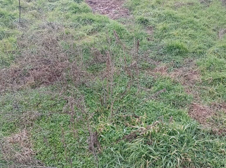 Парцел в Търговище, Въбел - 1000 кв.м за 19 €/кв.м - Снимка #1