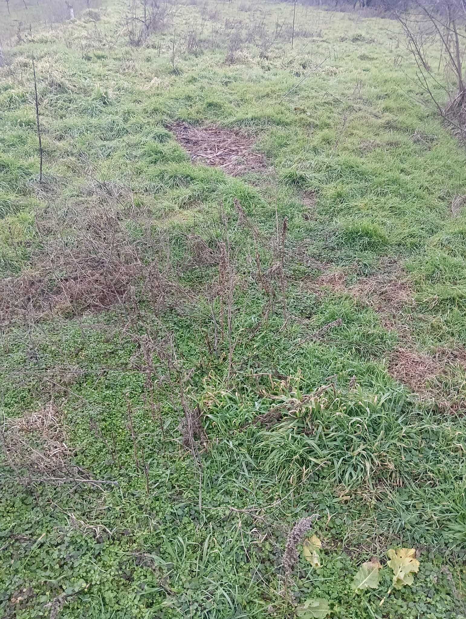 Парцел в Търговище, Въбел - 1000 кв.м за 19 €/кв.м - Снимка #1