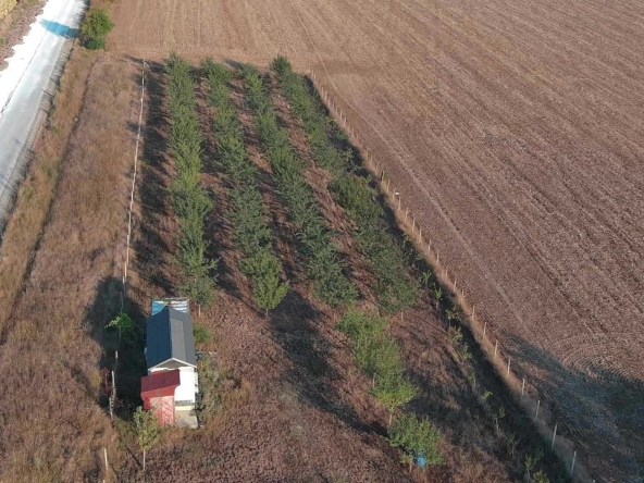 Земеделски имот в с. Орешак, Област Варна -  кв.м за 11667 €/дка - Снимка #1