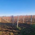 Земеделски имот в с. Брестовица, Област Пловдив -  кв.м за 3825 €/дка - Снимка #1