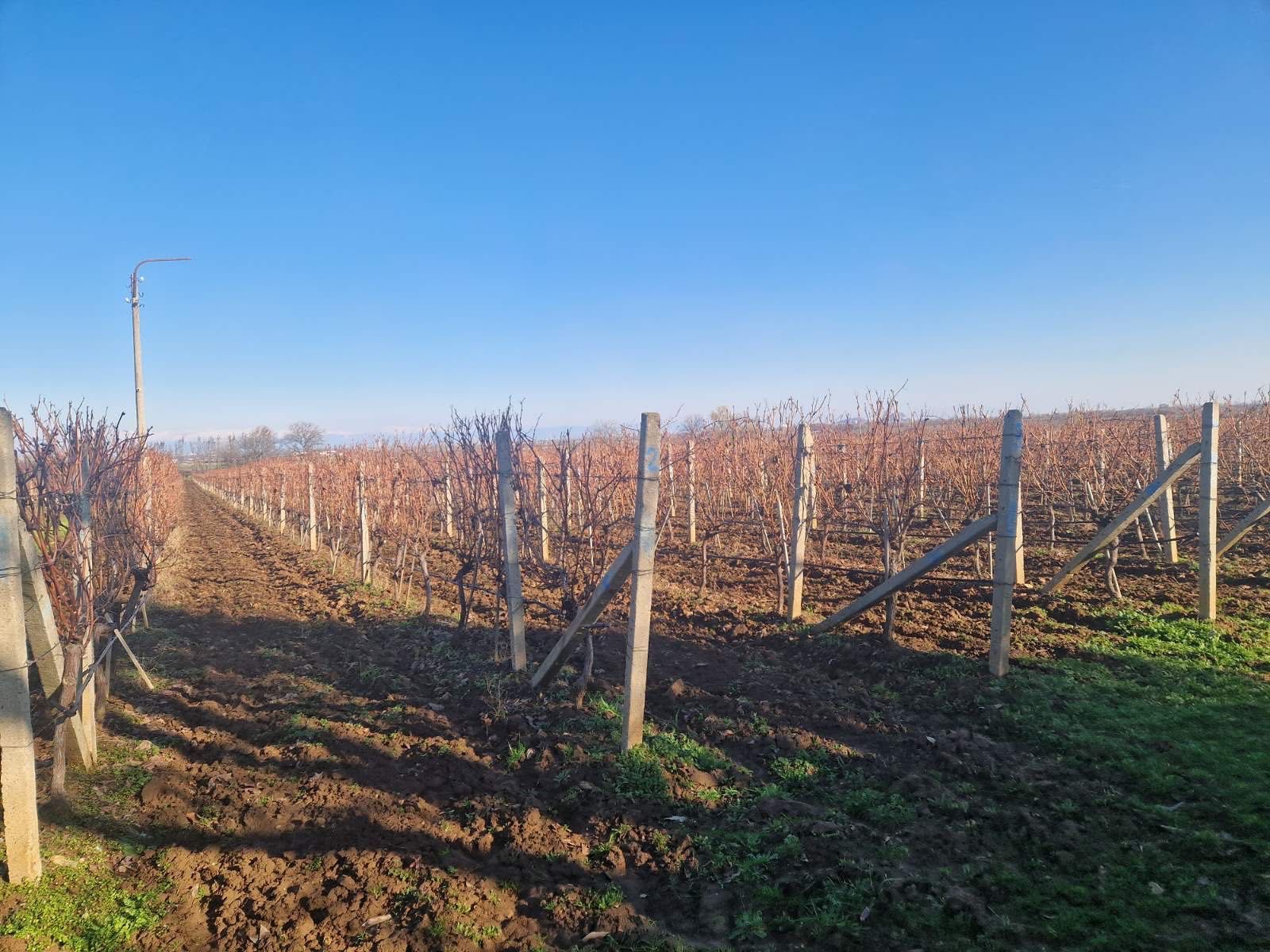 Земеделски имот в с. Брестовица, Област Пловдив -  кв.м за 3825 €/дка - Снимка #1