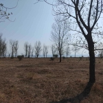 Парцел в с. Крапец, Област Добрич - 2500 кв.м за 31 €/кв.м - Снимка #1