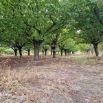 Парцел в с. Марково, Област Пловдив - 2850 кв.м за 25 €/кв.м - Снимка #1