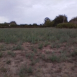 Парцел в с. Гроздьово, Област Варна - 2322 кв.м за 6 €/кв.м - Снимка #1