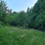 Парцел в Габрово, Бичкиня - 1200 кв.м за 3 €/кв.м - Снимка #1