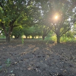 Парцел в Силистра, Север - 1960 кв.м за 11 €/кв.м - Снимка #1