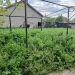 Къща в с. Асен, Област Стара Загора - 120 кв.м за 247 €/кв.м - Снимка #1