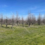 Земеделски имот в с. Цалапица, Област Пловдив -  кв.м за 2 €/дка - Снимка #1