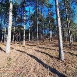 Земеделски имот в с. Николово, Област Русе -  кв.м за 2635 €/дка - Снимка #1