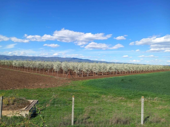 Земеделски имот в с. Завой, Област Ямбол -  кв.м за 1700 €/дка - Снимка #1