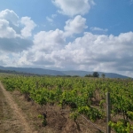 Земеделски имот в Самоков -  кв.м за 1500 €/дка - Снимка #1