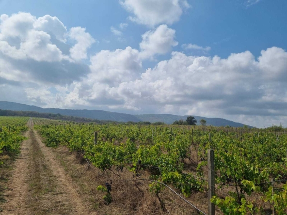 Земеделски имот в Самоков -  кв.м за 1500 €/дка - Снимка #1