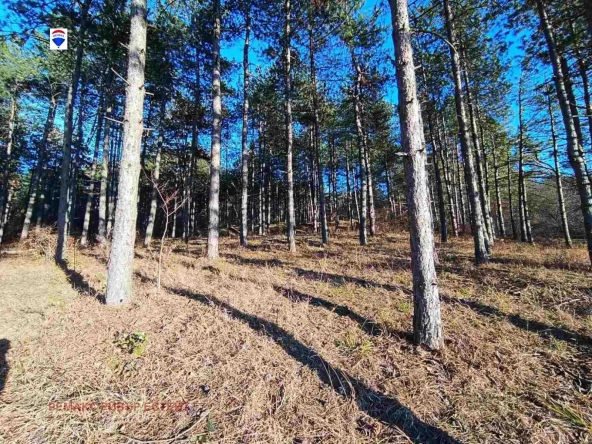 Земеделски имот в с. Николово, Област Русе -  кв.м за 5165 €/дка - Снимка #1