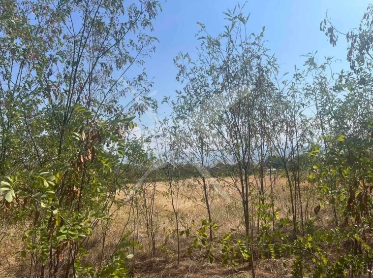 Парцел в с. Златитрап, Област Пловдив - 2000 кв.м за 45 €/кв.м - Снимка #1