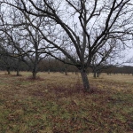 Земеделски имот в Стара Загора, Център -  кв.м за 3188 €/дка - Снимка #1