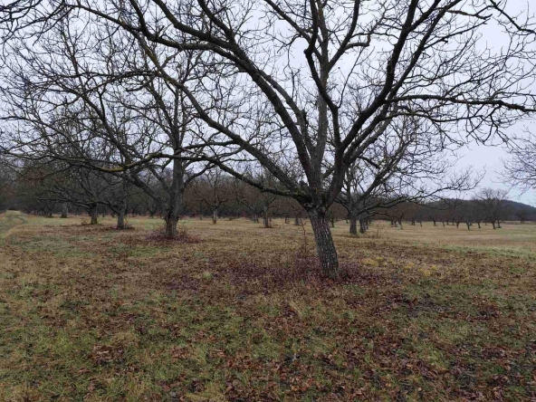 Земеделски имот в Стара Загора, Център -  кв.м за 3188 €/дка - Снимка #1