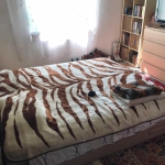 Къща в с. Кара Михал, Област Разград - 70 кв.м за 365 €/кв.м - Снимка #1