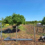 Парцел в с. Китка, Област Варна - 2000 кв.м за 13 €/кв.м - Снимка #1