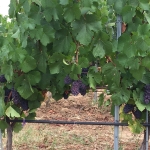 Земеделски имот в с. Карапелит, Област Добрич -  кв.м за 867 €/дка - Снимка #1