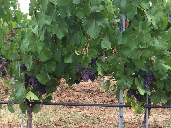 Земеделски имот в с. Карапелит, Област Добрич -  кв.м за 867 €/дка - Снимка #1