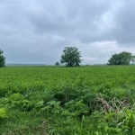 Парцел в с. Ягодово, Област Пловдив - 2750 кв.м за 13 €/кв.м - Снимка #1