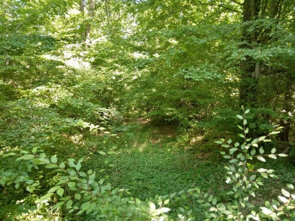 Земеделски имот в с. Близнаци, Област Варна -  кв.м за 6667 €/дка - Снимка #1