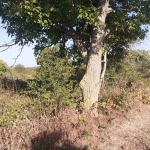 Парцел в с. Приселци, Област Варна - 1830 кв.м за 47 €/кв.м - Снимка #1