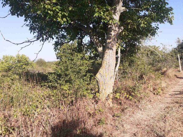 Парцел в с. Приселци, Област Варна - 1830 кв.м за 47 €/кв.м - Снимка #1