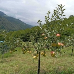 Земеделски имот в София, Карпузица -  кв.м за 3358 €/дка - Снимка #1