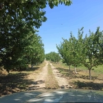 Земеделски имот в с. Къпиново, Област Добрич -  кв.м за 3296 €/дка - Снимка #1