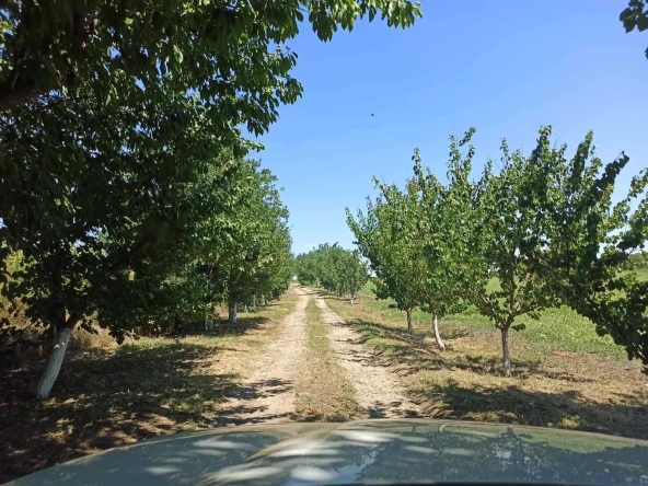 Земеделски имот в с. Къпиново, Област Добрич -  кв.м за 3296 €/дка - Снимка #1