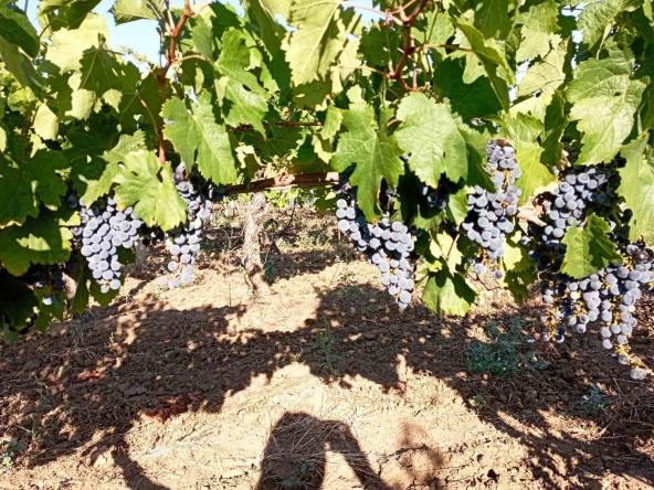 Земеделски имот в с. Брестовица, Област Пловдив -  кв.м за 230 €/дка - Снимка #1