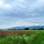 Парцел в с. Крумово, Област Пловдив - 695 кв.м за 63 €/кв.м - Снимка #1