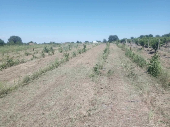 Земеделски имот в с. Марково, Област Пловдив -  кв.м за 50030 €/дка - Снимка #1