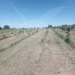 Земеделски имот в с. Марково, Област Пловдив -  кв.м за 60 €/дка - Снимка #1