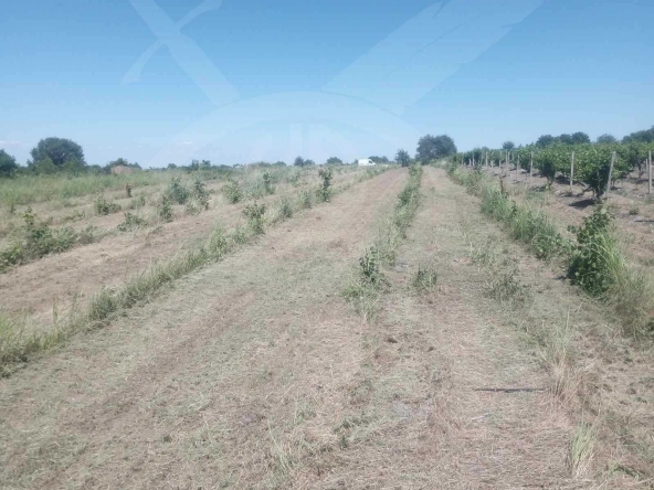 Земеделски имот в с. Марково, Област Пловдив -  кв.м за 31 €/дка - Снимка #1