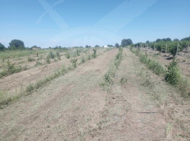 Земеделски имот в с. Марково, Област Пловдив -  кв.м за 31 €/дка - Снимка #1