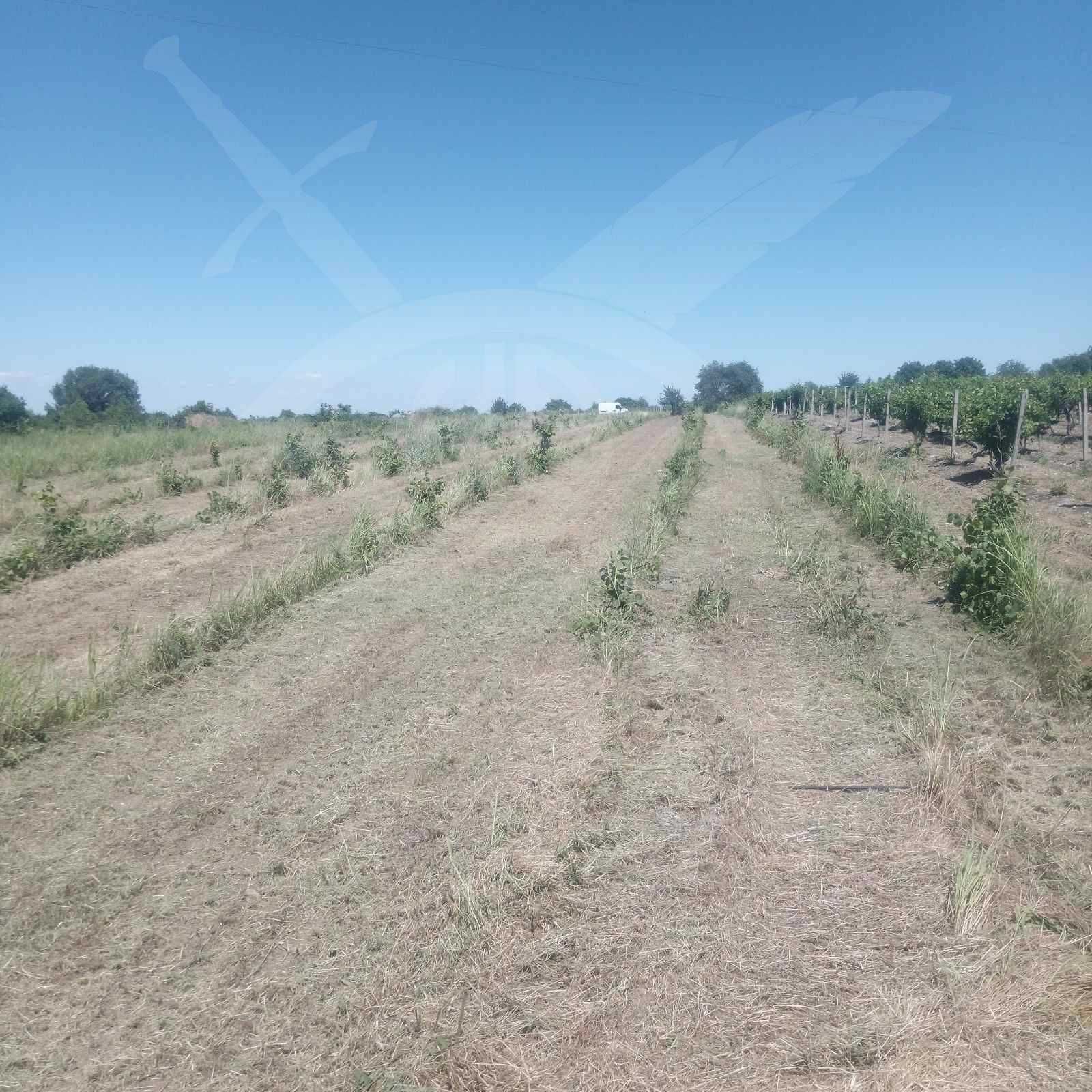 Земеделски имот в с. Марково, Област Пловдив -  кв.м за 31 €/дка - Снимка #1