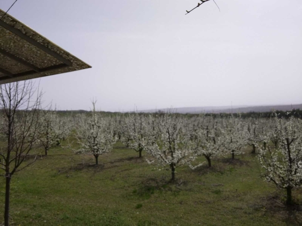 Земеделски имот в с. Осмар, Област Шумен -  кв.м за 3825 €/дка - Снимка #1