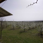 Земеделски имот в с. Осмар, Област Шумен -  кв.м за 3825 €/дка - Снимка #1