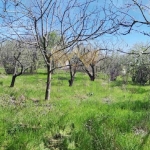 Парцел в с. Изгрев, Област Варна - 1023 кв.м за 49 €/кв.м - Снимка #1