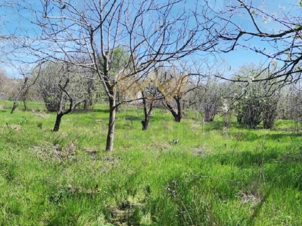 Парцел в с. Изгрев, Област Варна - 1023 кв.м за 49 €/кв.м - Снимка #1